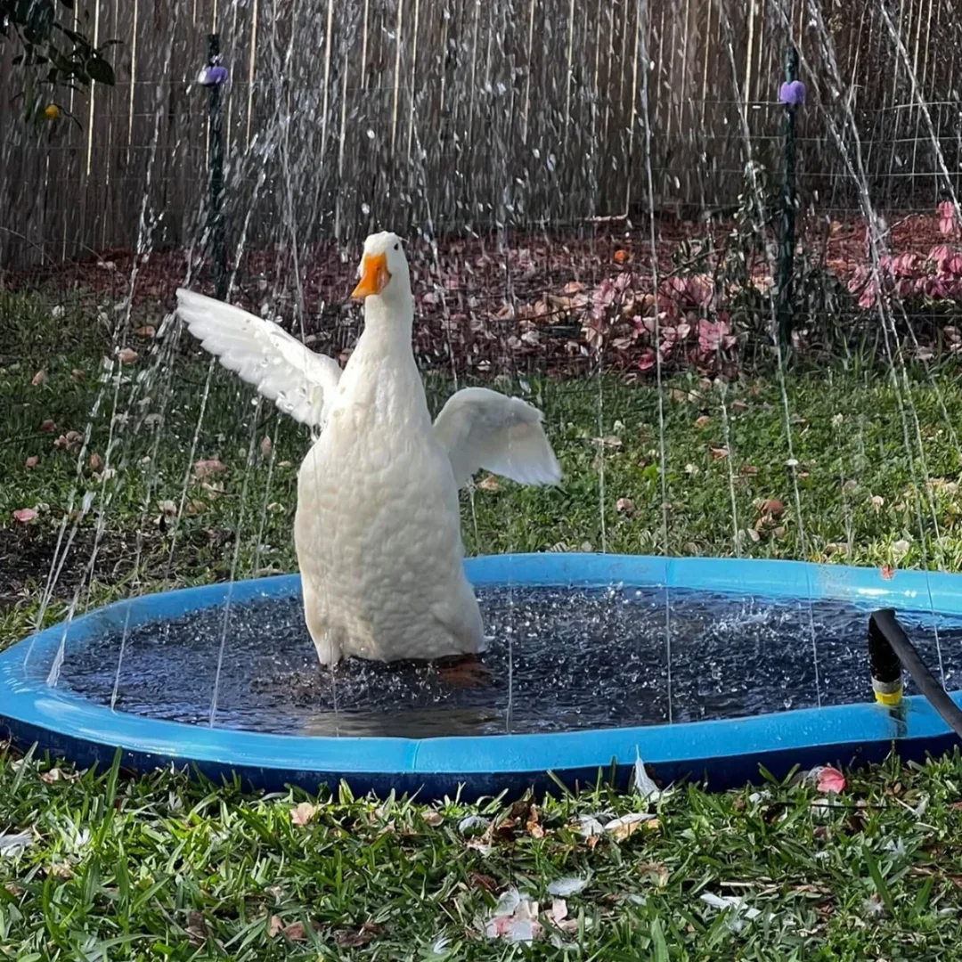 100/150/200cm Summer Pet Sprin - Slip Slide Water Mat 评论和价格